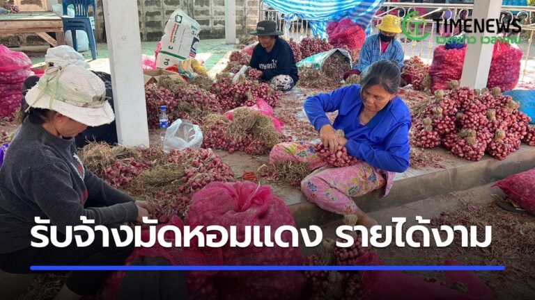 รับจ้างมัดหอมแดง รายได้งาม